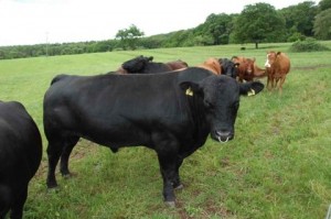 Live Cattle