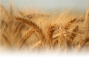 Wheat